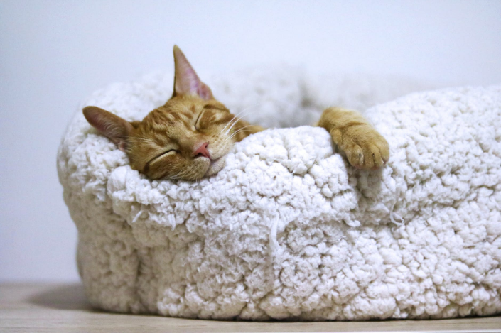 an orange cat sleeping on its bed