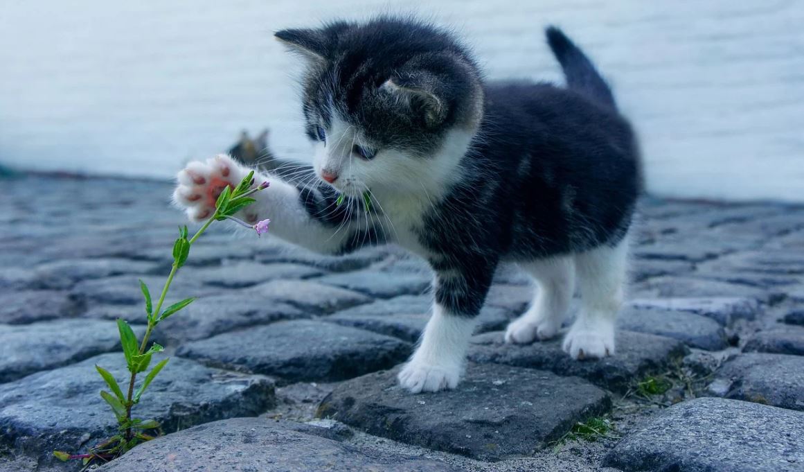 kitten playing